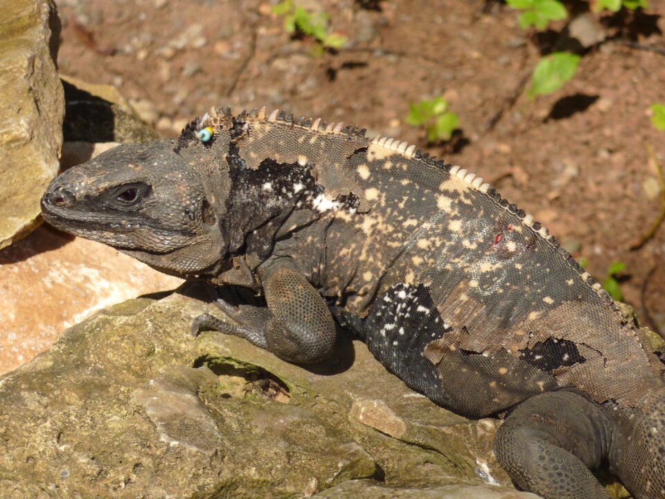 Reptile dragon honduras