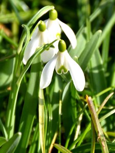 White nature green