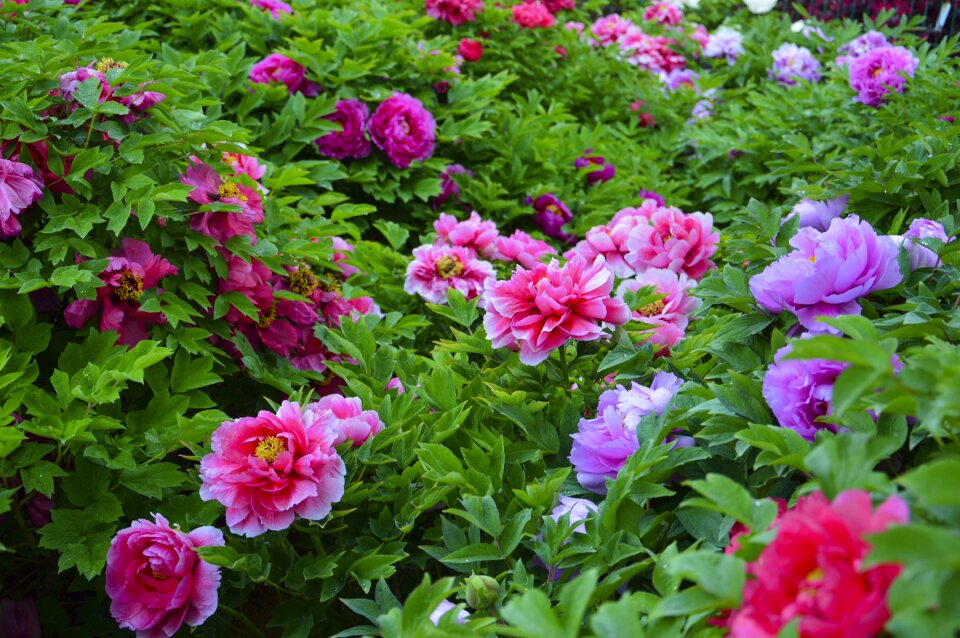 Flowers rain plant