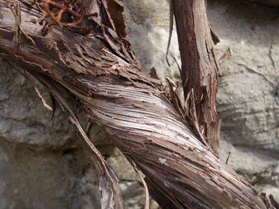 Arid dehydrated wound