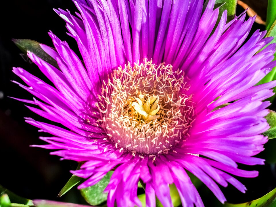 Bloom focus spring