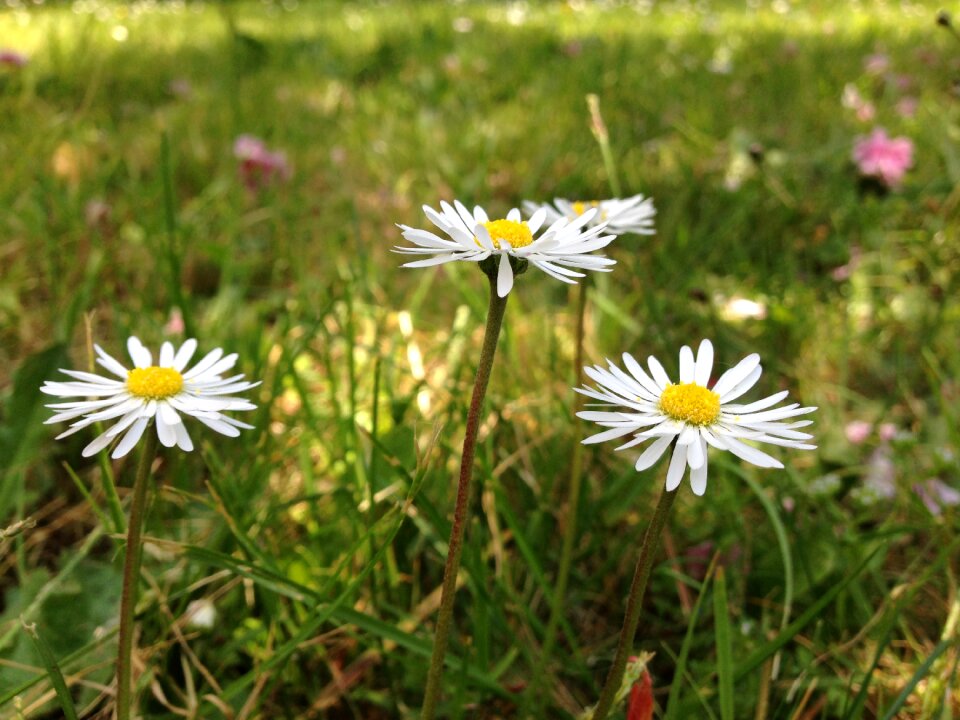 Garden nature daisy