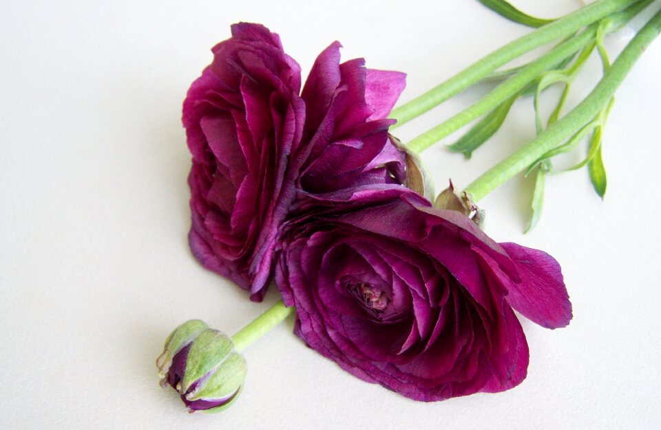 Cut flower goldilocks purple color