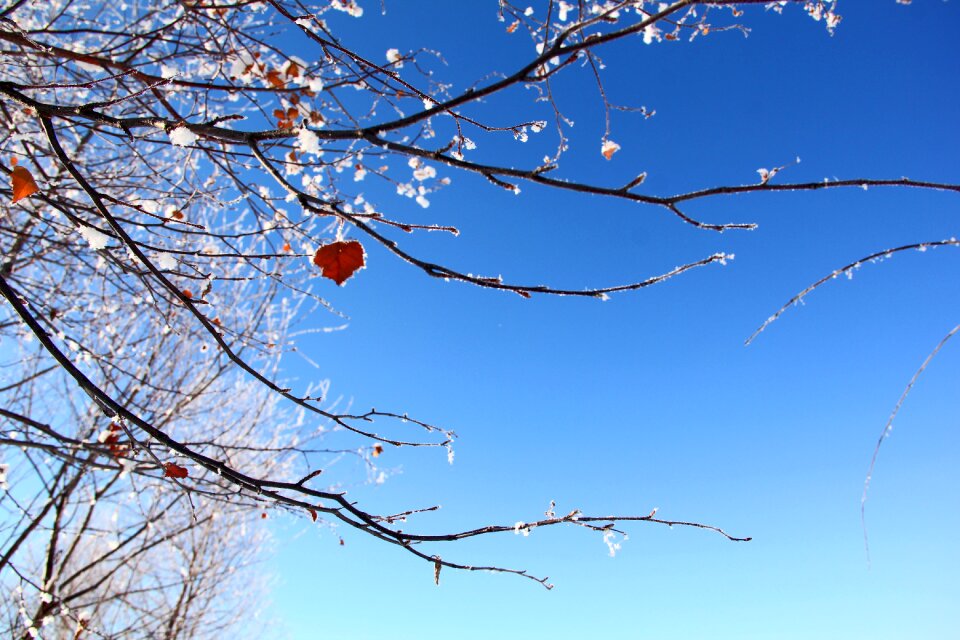 Rime day snow photo