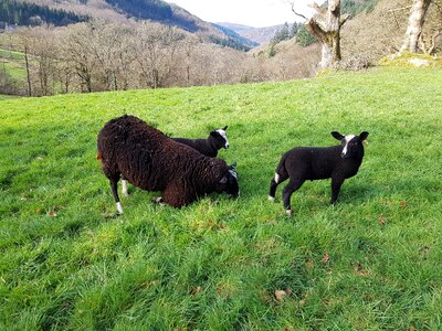 Sheep black farm photo