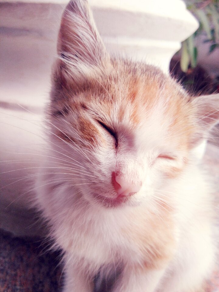Mammal small cute