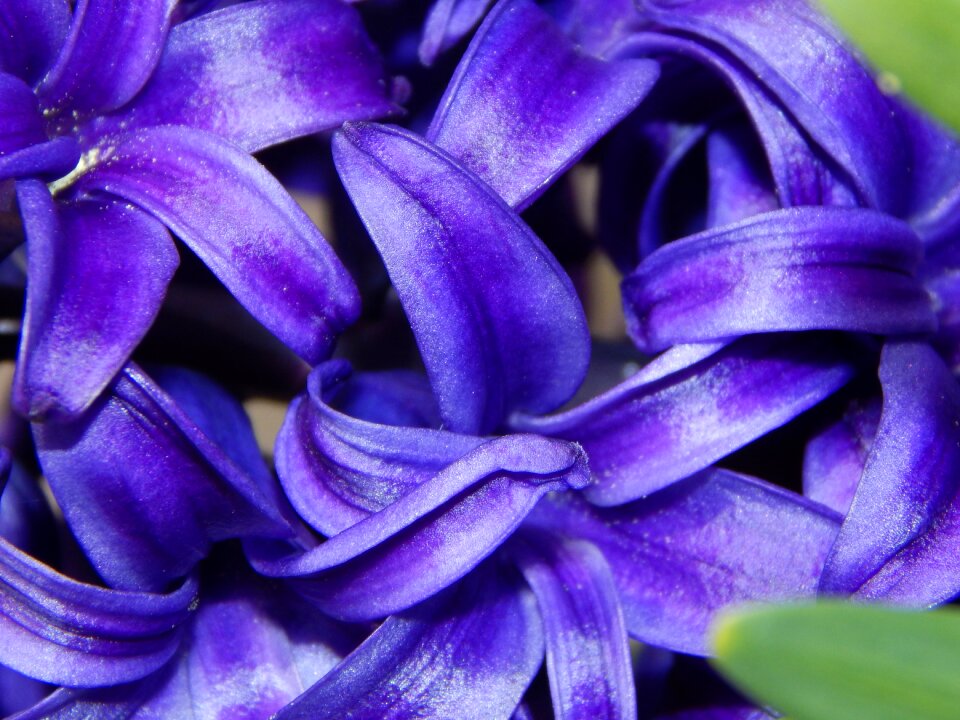 Spring flowers blue blossom