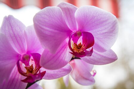 Plant blossom bloom