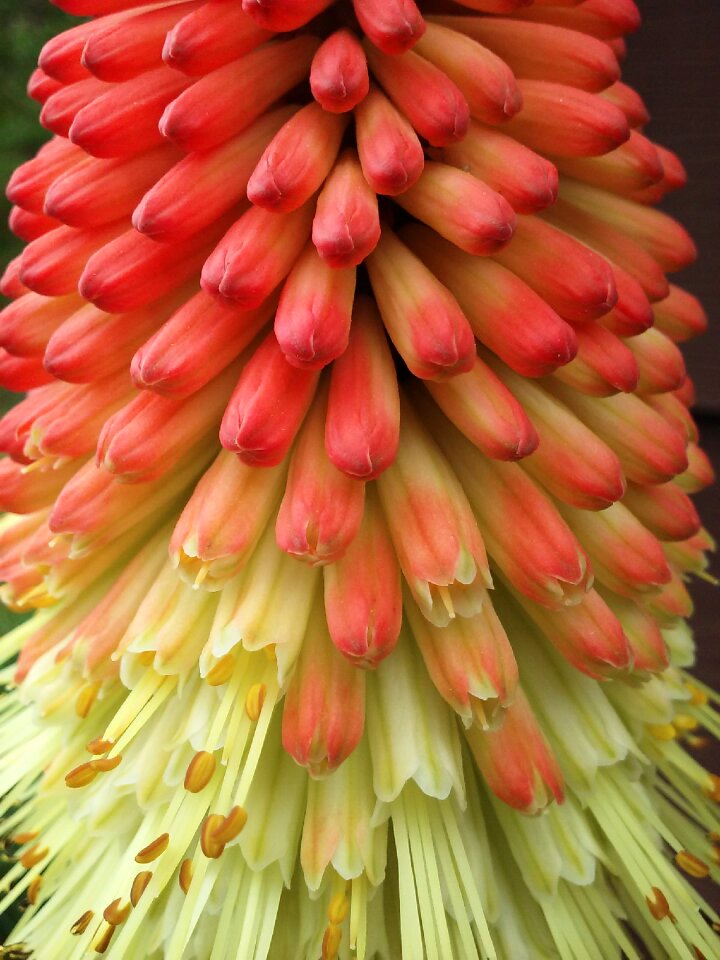 Redhotpoker spring flowers spring flower