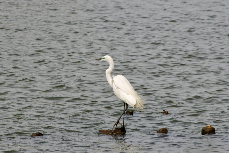Egret waterfowl wild birds