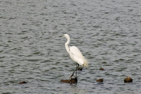 Egret waterfowl wild birds photo