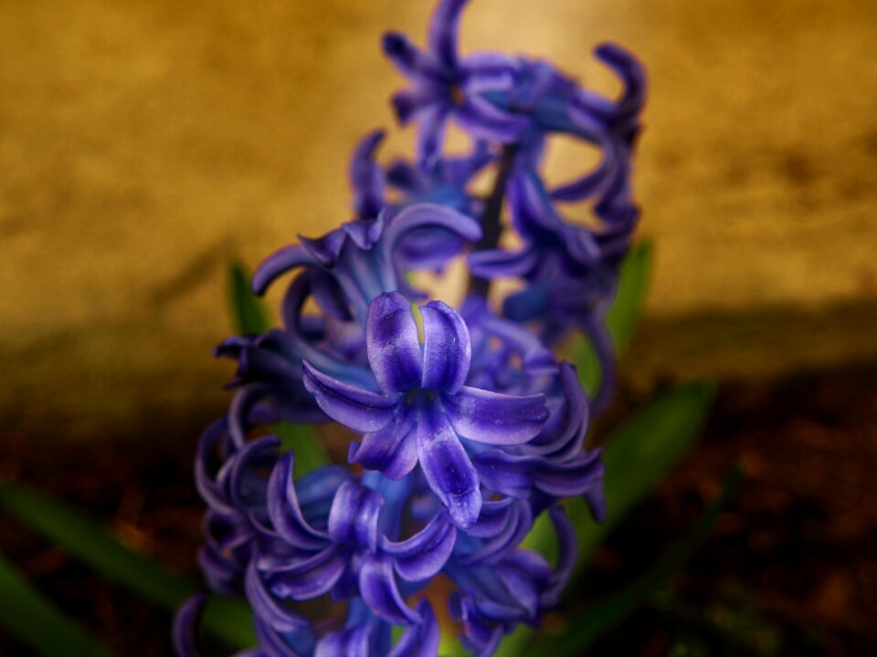 Sapphire spring garden
