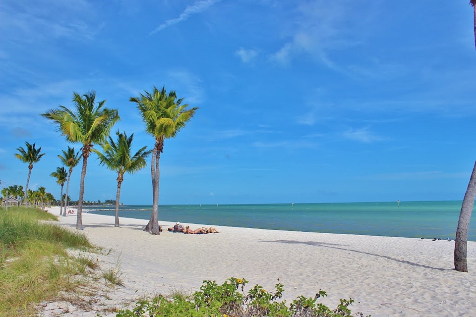 Palm trees ocean wind
