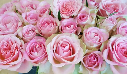 Flowers blossom bloom