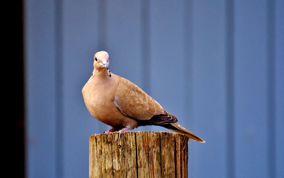 Dove nature animal