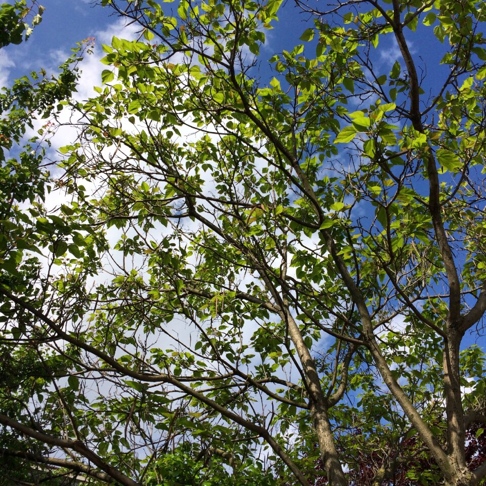 Tree nature green