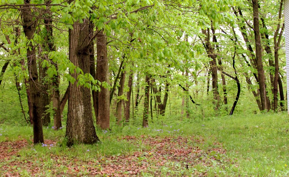 Nature green summer