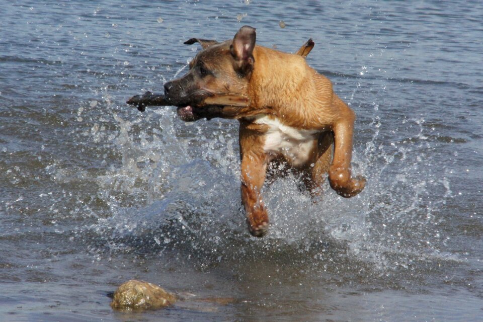 Summer swimming toy