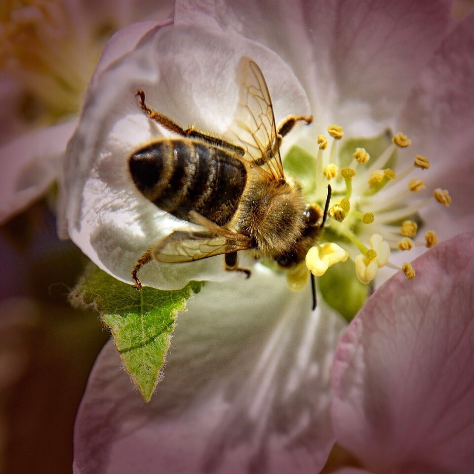 Blossom bloom apple blossom