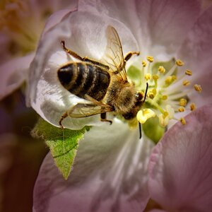 Blossom bloom apple blossom photo