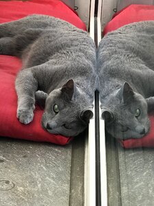 Russian blue vincent macbeth relaxation