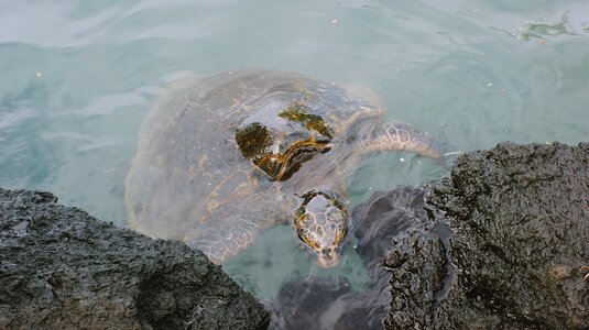 Ocean nature animal