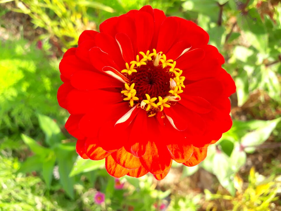 Asteraceae dahlia red