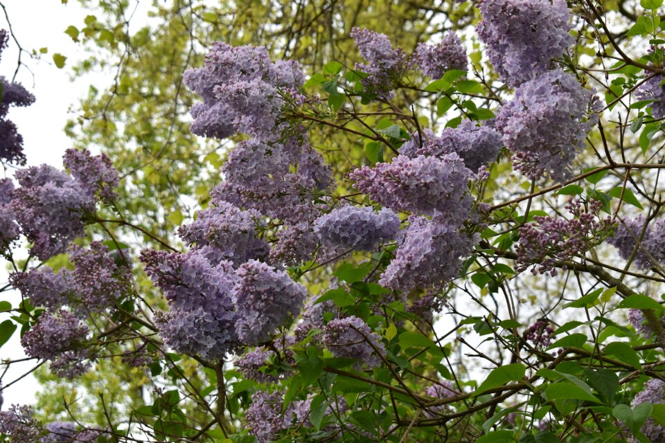 Nature spring plant