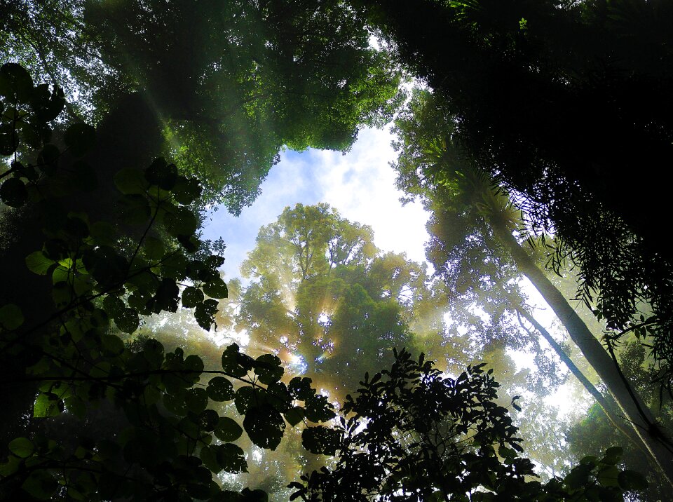 Fog morgenstimmung sunbeam