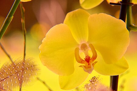 Close up orchid flower plant photo