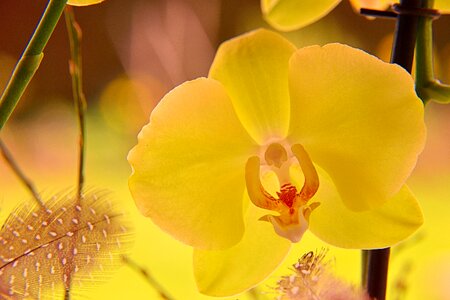 Close up orchid flower plant