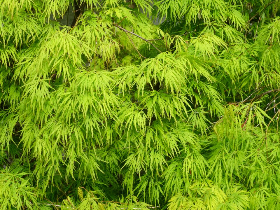 Plant spring nature