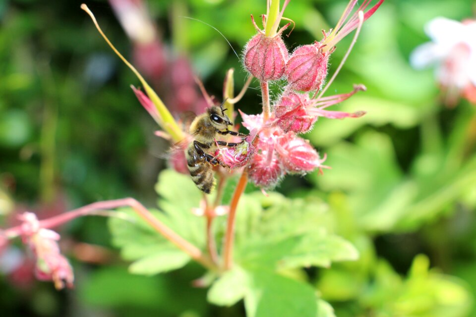 Green insect blossom