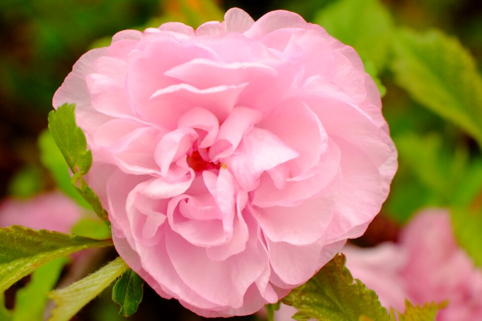 Rose bloom flowers blossom