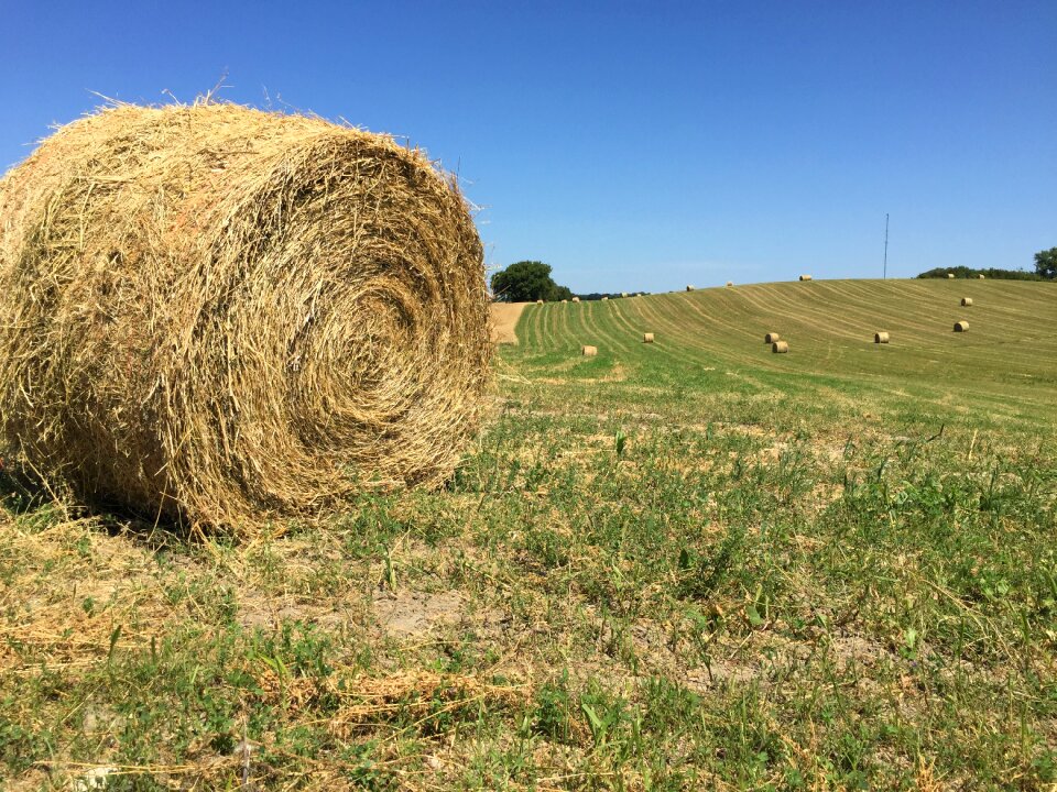 Field scene rustic alfalfa