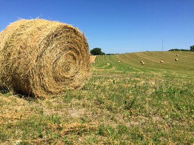 Field scene rustic alfalfa photo