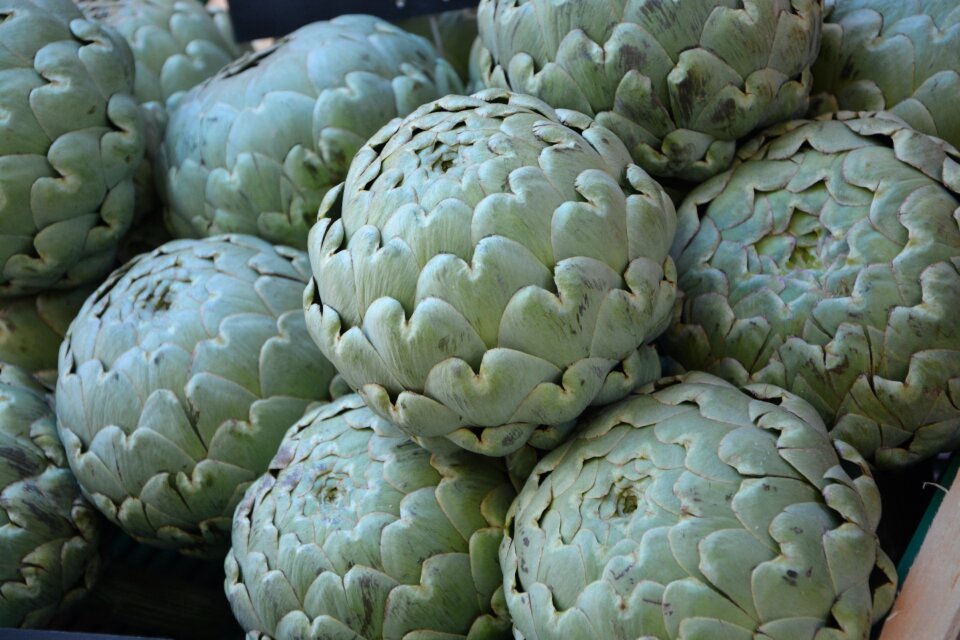 Plant green artichoke flower