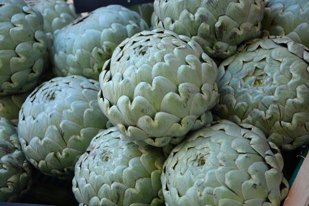 Plant green artichoke flower