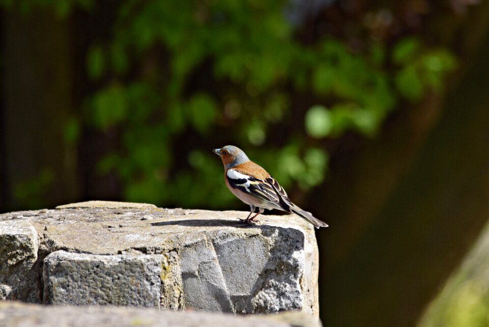 Tree nature ornithology