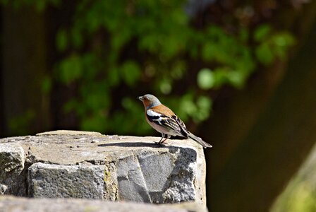 Tree nature ornithology