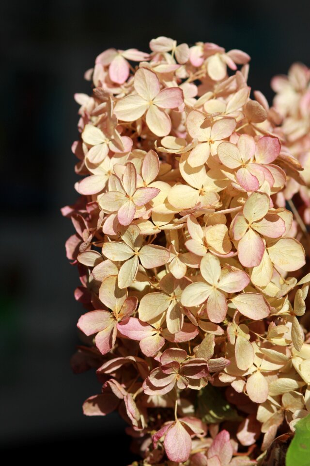 Petals autumn nature