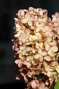 Petals autumn nature