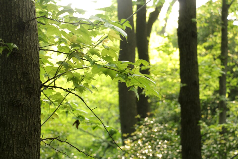 China morning trees