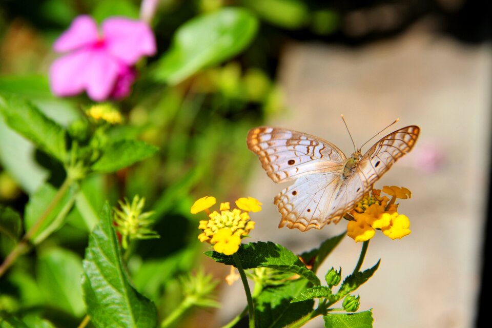 Green flowers garden