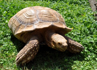 Hungary zoo tortoise photo