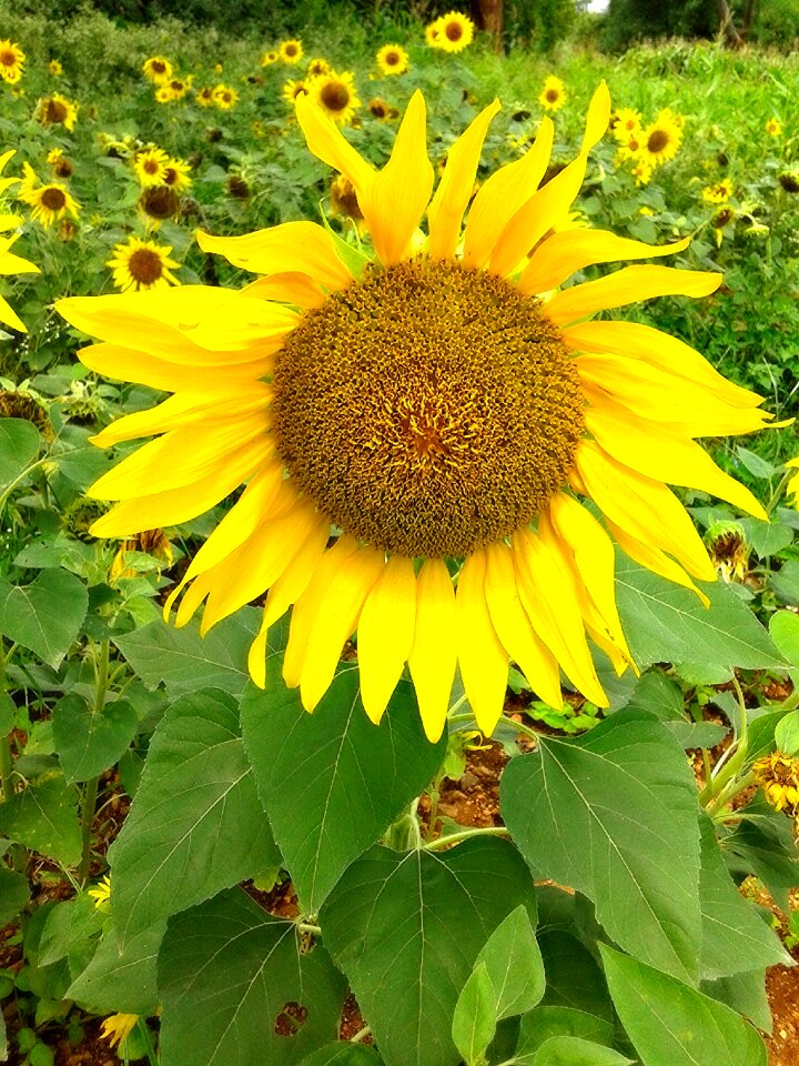 Flower plant natural