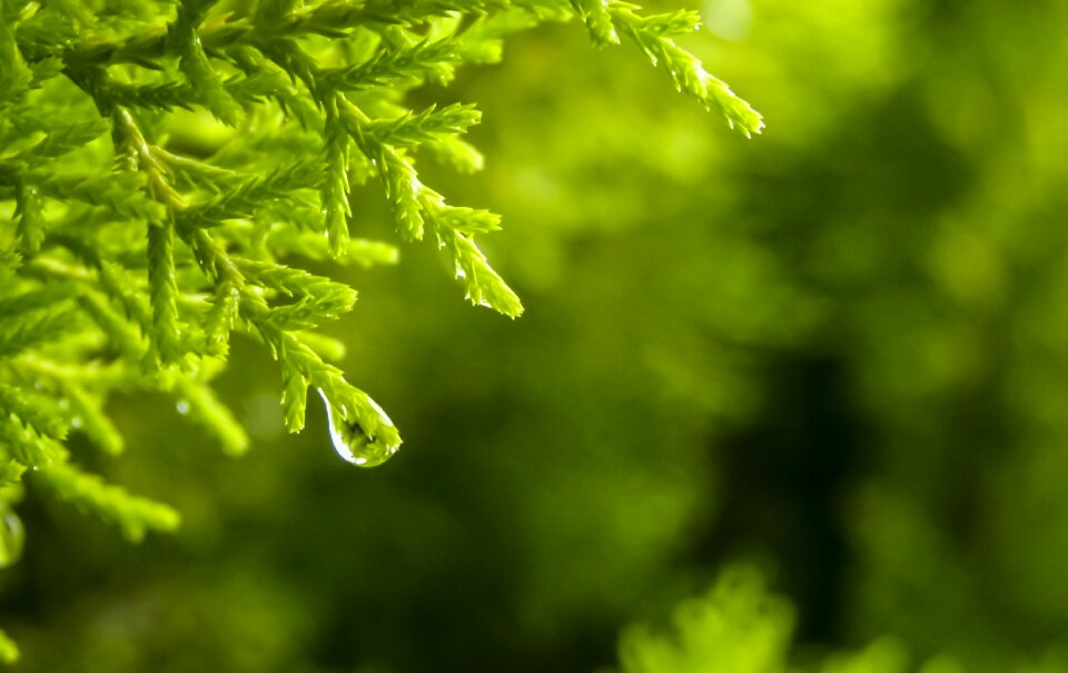 Nature wallpaper rain drops