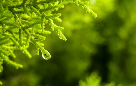 Nature wallpaper rain drops photo