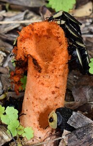 Mushroom fungi plant