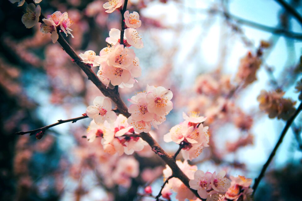 Cherry blossom daegu wood